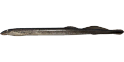 Минога каспийская