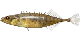 Small Southern Stickleback