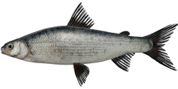 Svir Whitefish